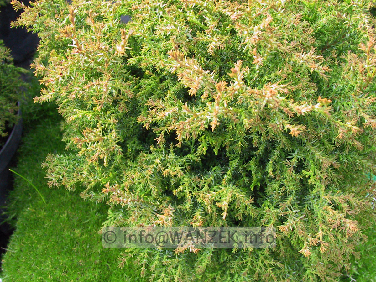 Chamaecyparis obtusa Erika 03.JPG